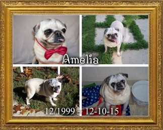 Amelia Sue 1999-2015